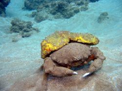 A sponge crab walking his way across the ocean floor. Wai... by Lisa Lappe 